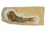 Oligocene Fossil Lanternfish (Eomyctophum) - Poland #374304-1